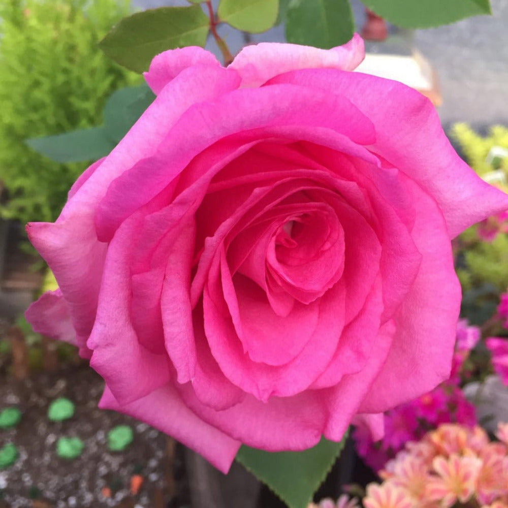 リーカ　PINK ROSE、MINT BLEND TEA PINK ROSE | rihka