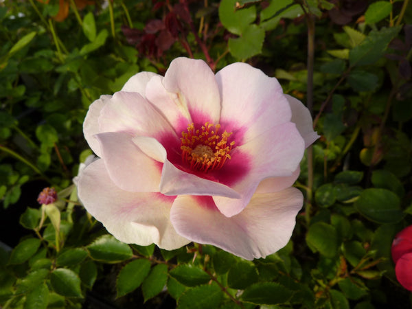 Roses - Rosarium Garden Center