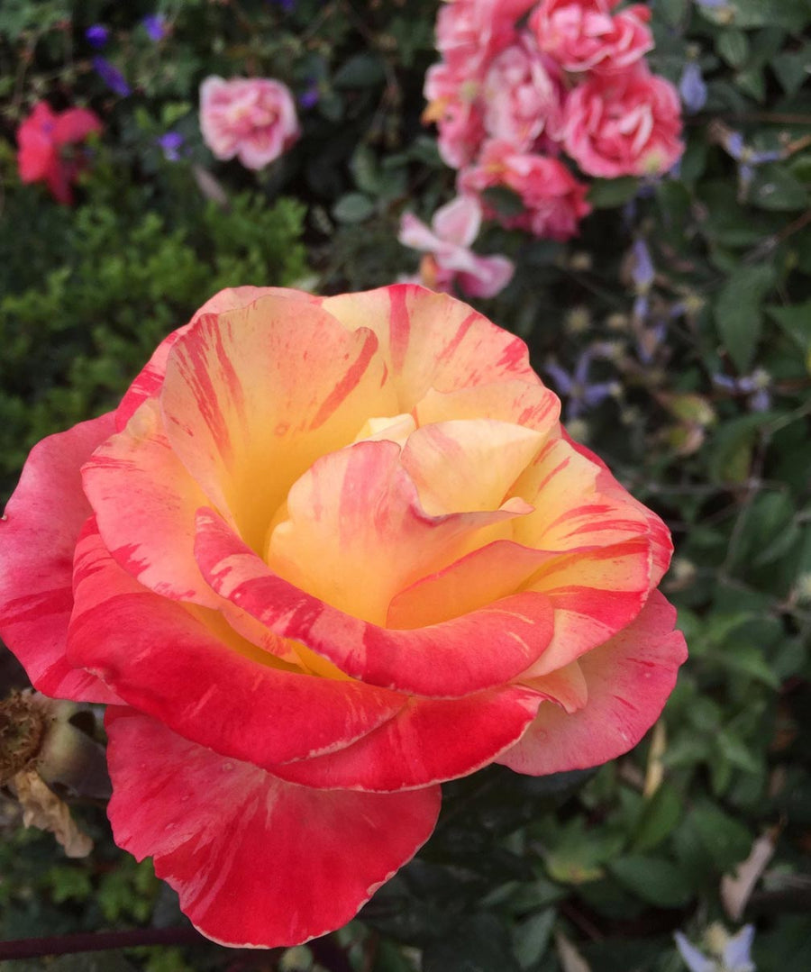 Boles d'olor Desert Rose (Rose des Sables) Brumas de Ambiente Essence 50ml, Air Revitaliser Essence