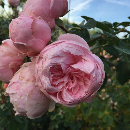 Cinderella Fairy Tale