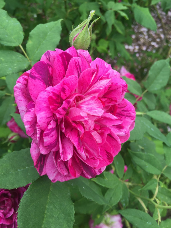 Commandant Beaurepaire - Rosarium Garden Center