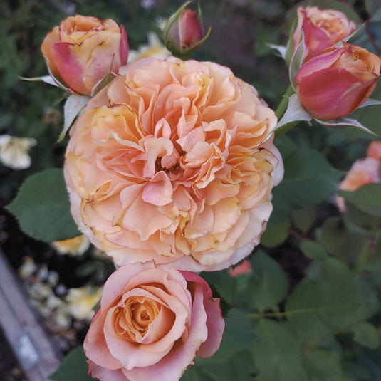 Close-up of pink and peach roses with green leaves in the background