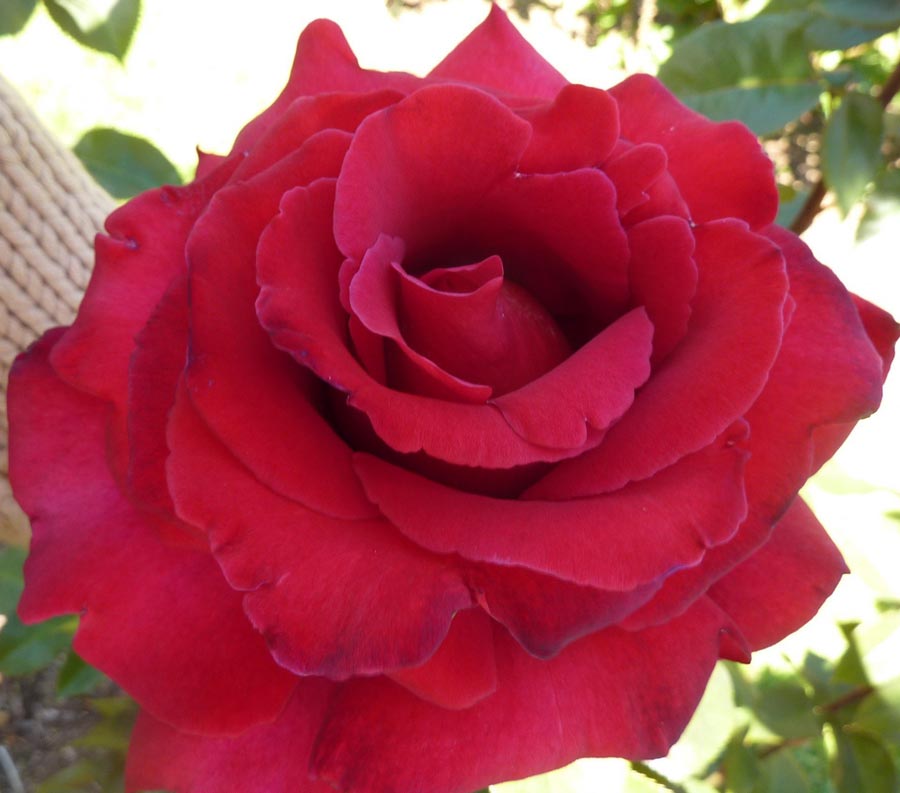 Mister Lincoln Hybrid Tea Rose - Shop Roses