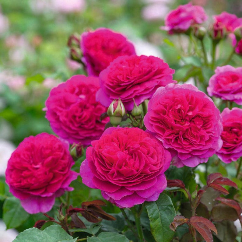 Roses Tagged 