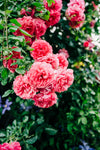 Clematis & Roses in Your Garden