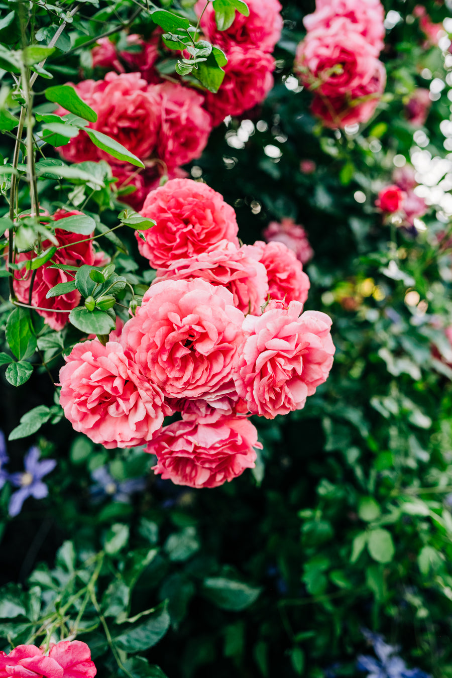 Pretty Polly Lavender - Rosarium Garden Center