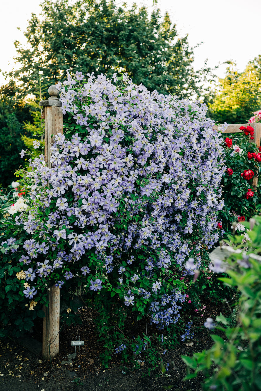 Pretty Polly Lavender - Rosarium Garden Center