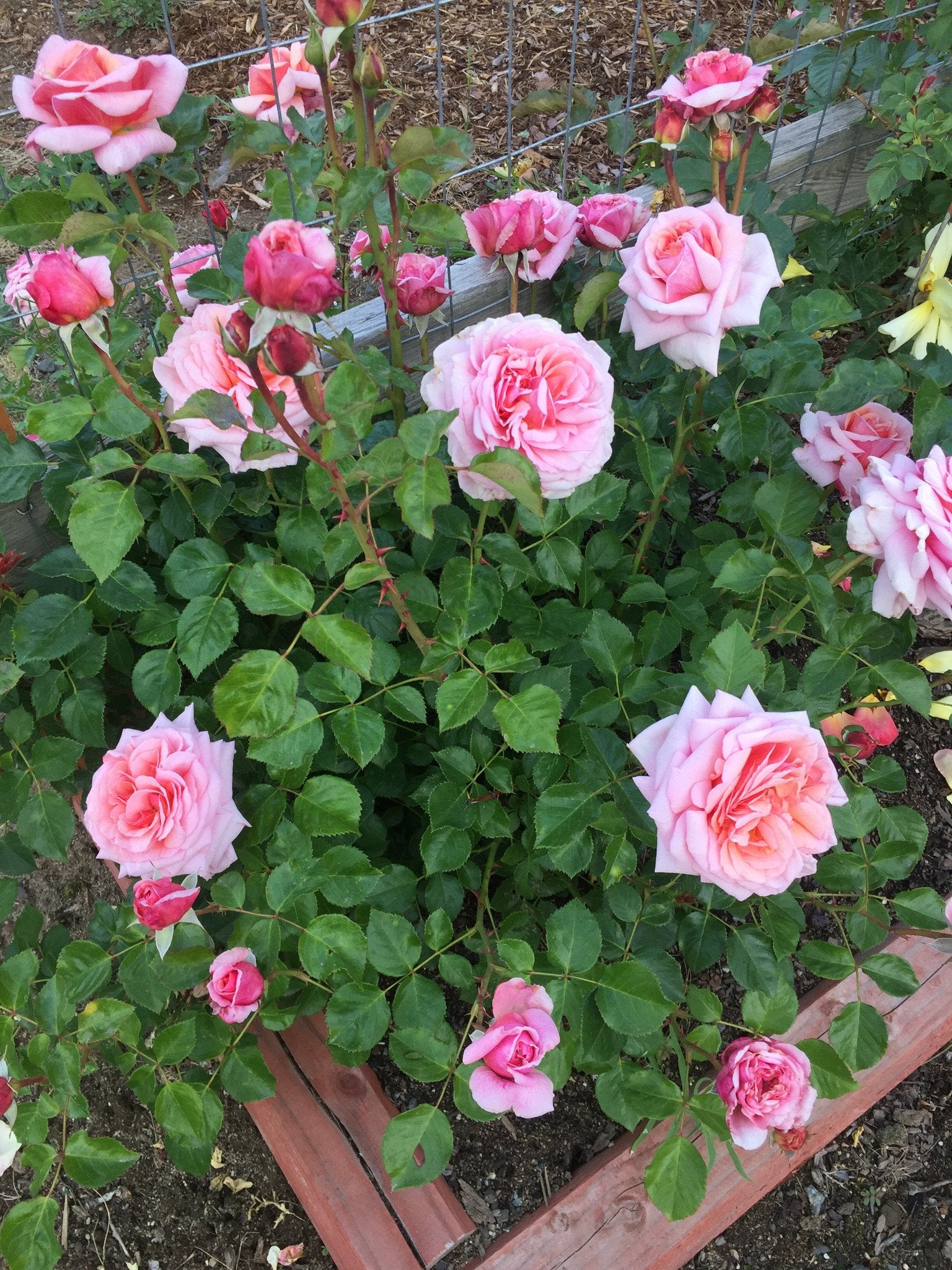 Lady Ashe - Rosarium Garden Center