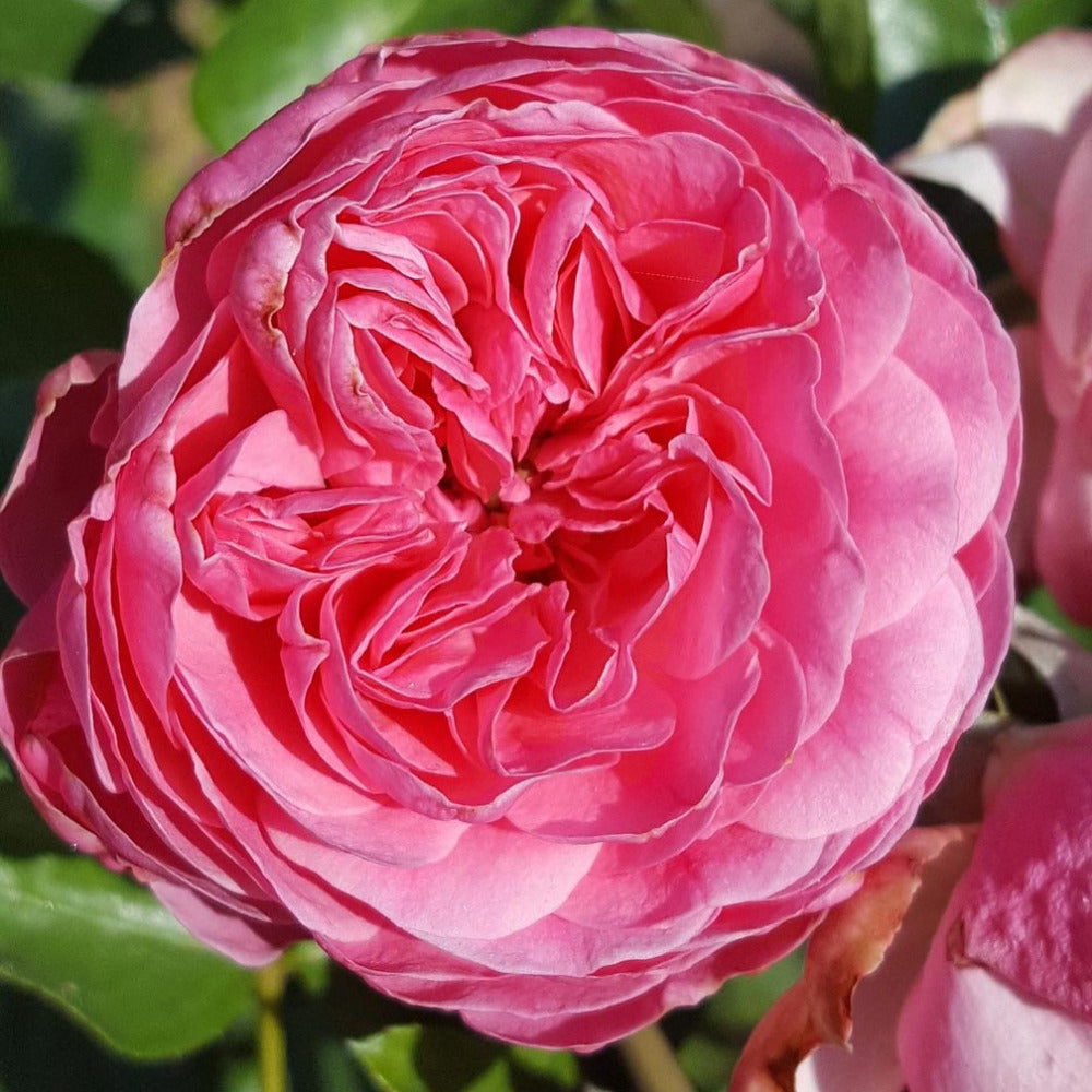 Rosaio Rampicante Leonardo Da Vinci® - Rosa Viva In Vaso, Fiori Rosa Carico Rifiorenti, Ideale Per Giardino E Balcone - Foto 5
