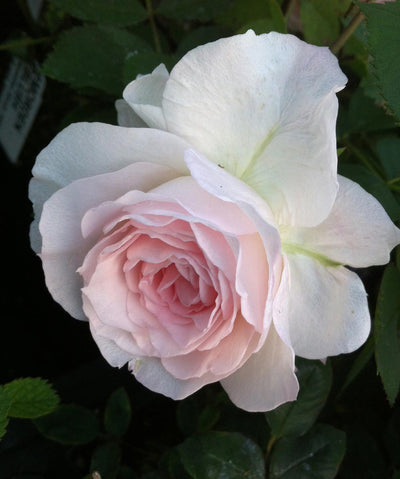 Rose, Morden Blush - Falk Nurseries