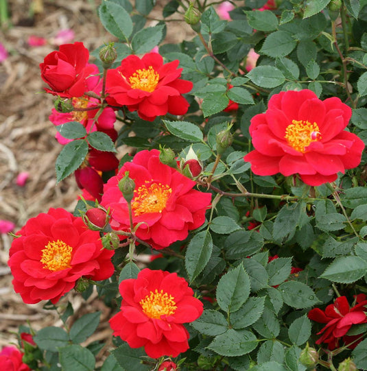 OSO Easy Urban Legend