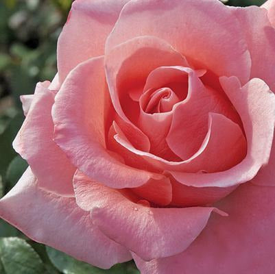 Paris d'Yves St. Laurent