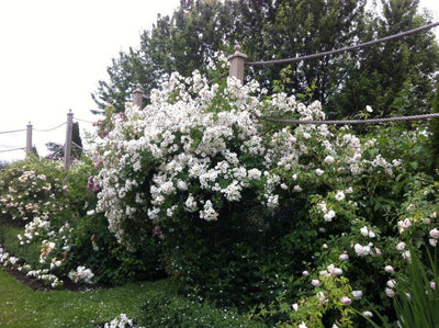 Rambling Rector