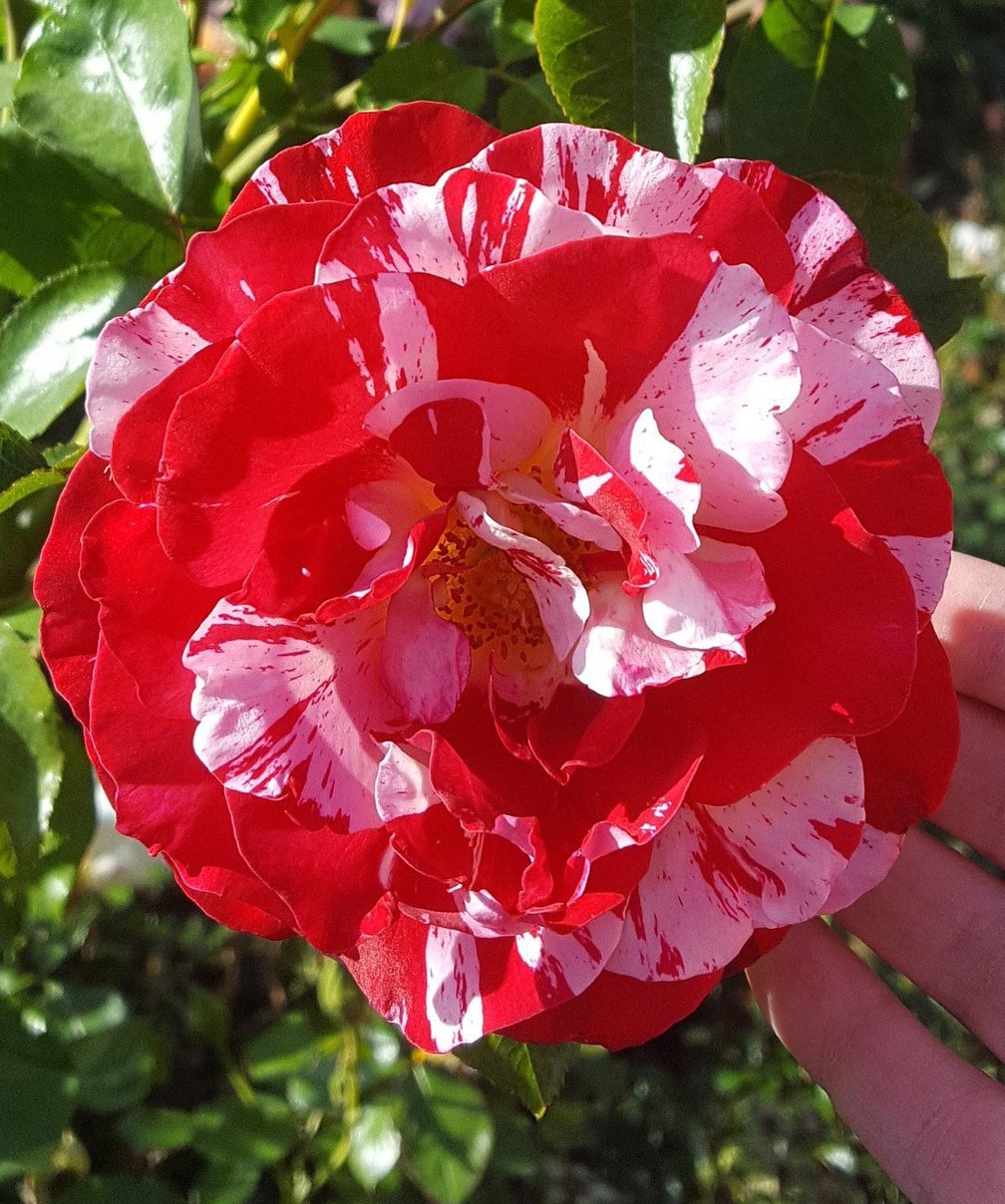 Pink Roses Roll Rock And Roll Rose Bush