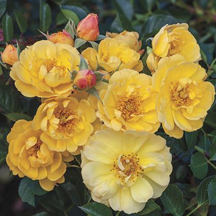 Sunshine Happy Trails