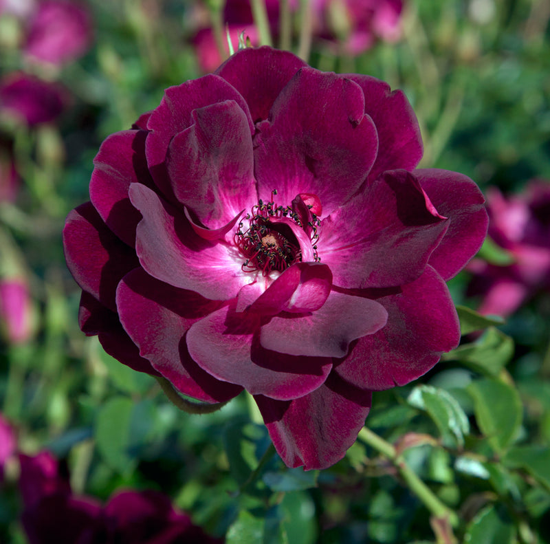 Roses - Rosarium Garden Center