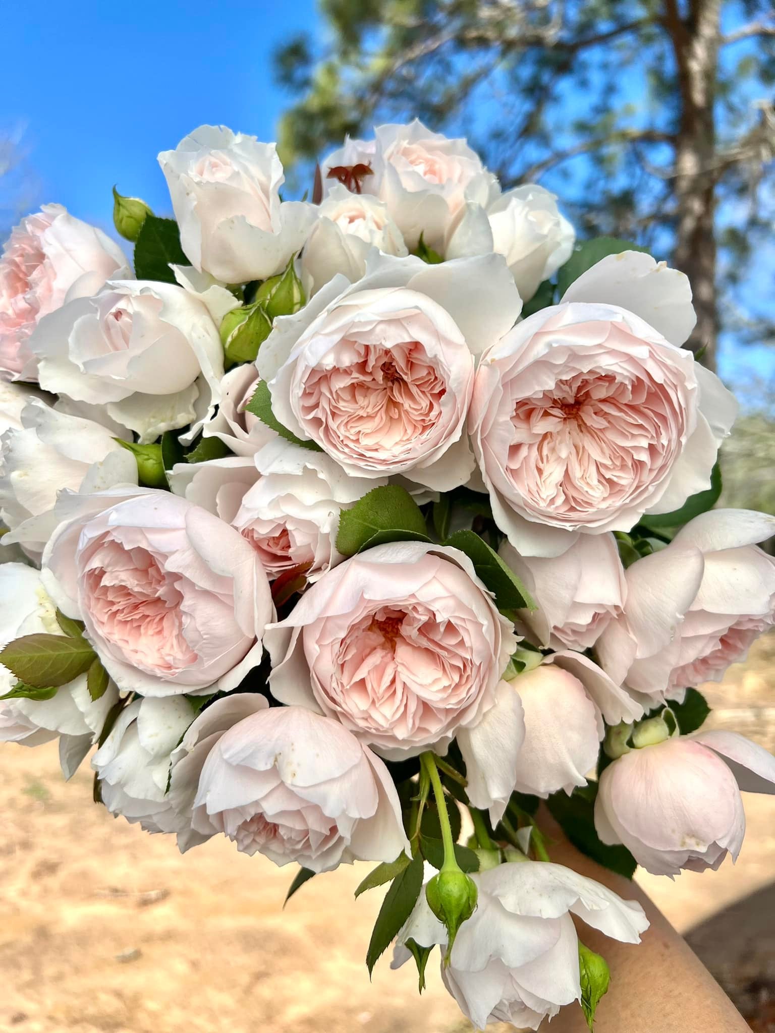 image.title Earth Angel Flowers: Blooming Beauty From The Ground Up