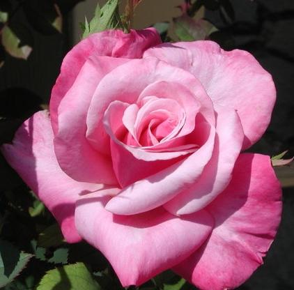 Boles d'olor Desert Rose (Rose des Sables) Brumas de Ambiente Essence 50ml, Air Revitaliser Essence