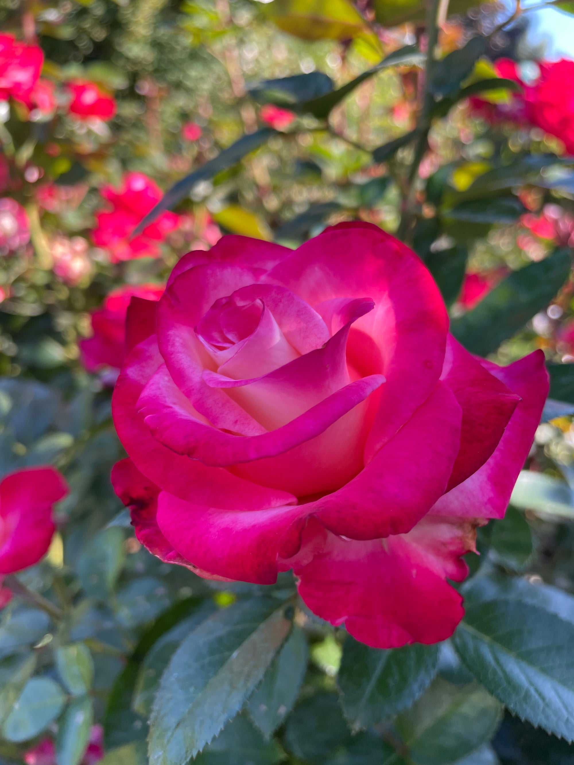 Dick Clark Rose