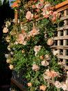 Apricot climbing rose, hardy to zone 4.