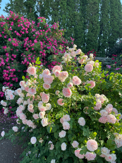 Morden Blush Rose – Creekside Home and Garden