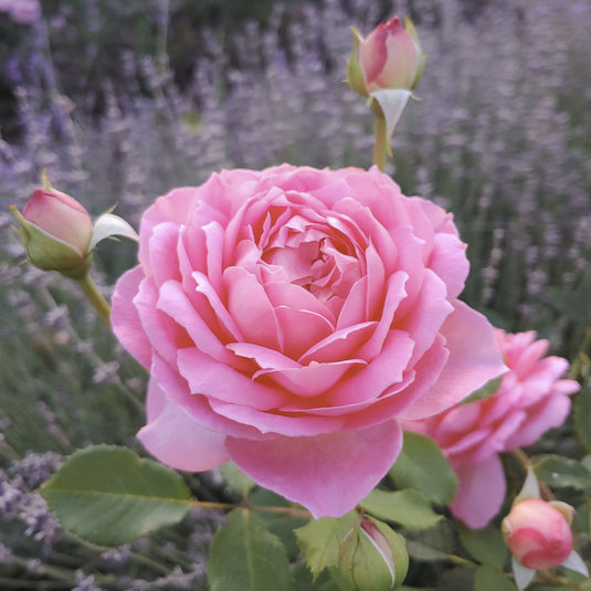 Princess Alexandra of Kent