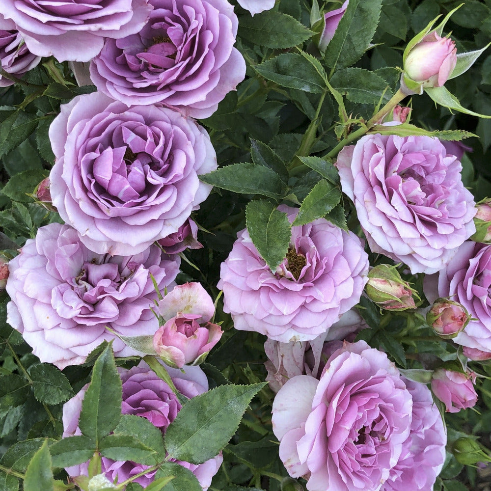 rose lavender flower circus Lavender Veranda