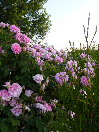 Ispahan Rose growing in our garden, a beautiful display in the spring.