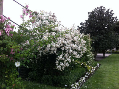 Rambling Rector