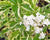 Sambucus (Elderberry) 'Variegata'