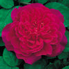 Sophy's Rose (Auslot)
